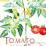 tomato